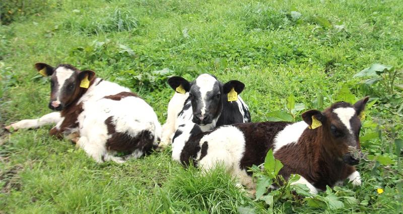 Calf triplets