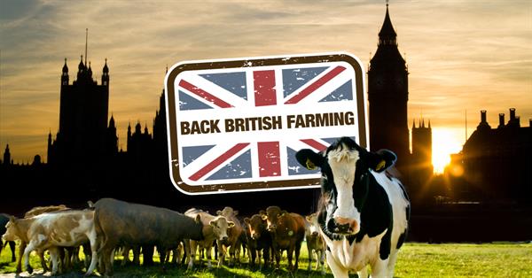 cow Westminster back British farming_70556