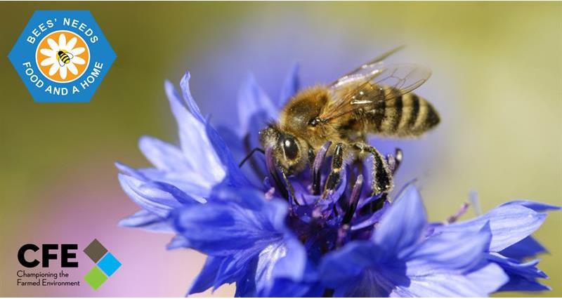 CFE Bees’ Needs blog image 2019
