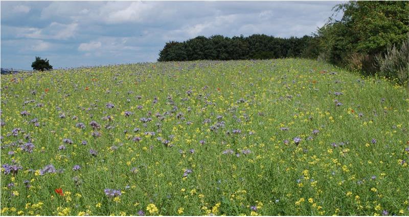 Legume and herb-rich temporary grass