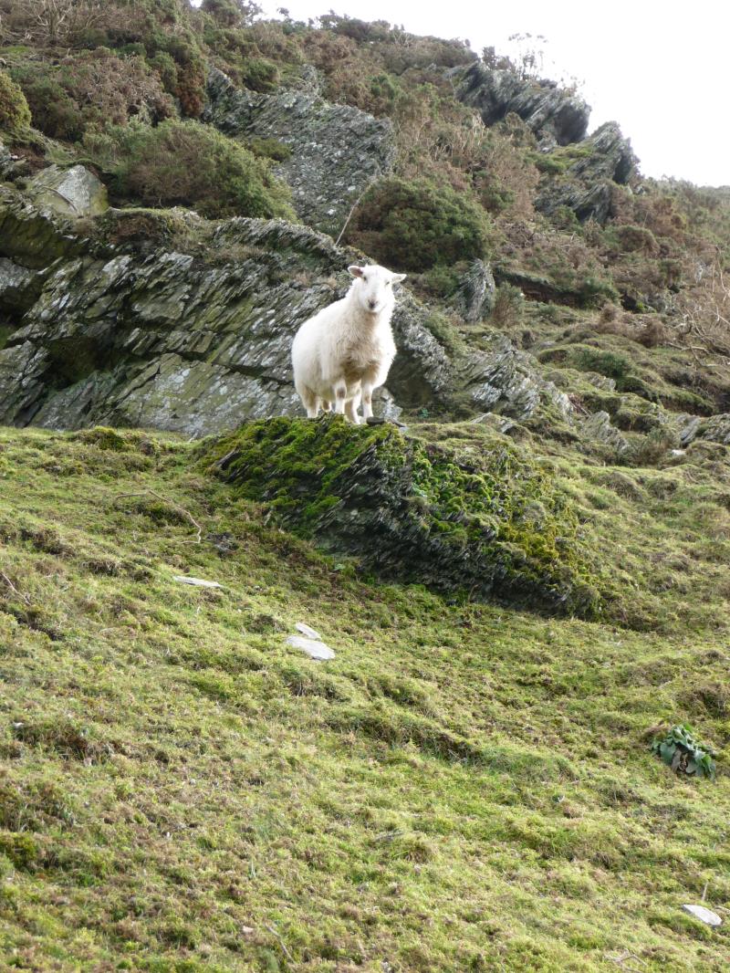 Sheep on hill_12580