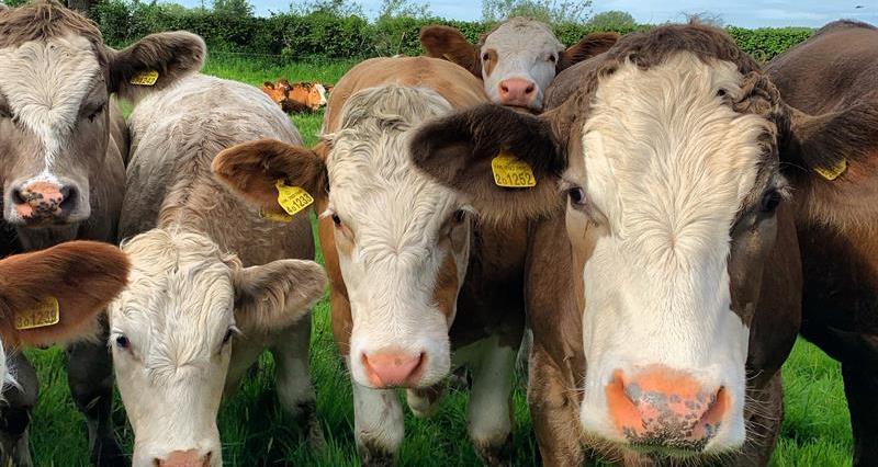 An image of brown and white cows standing in a field with their faces close up to the camera