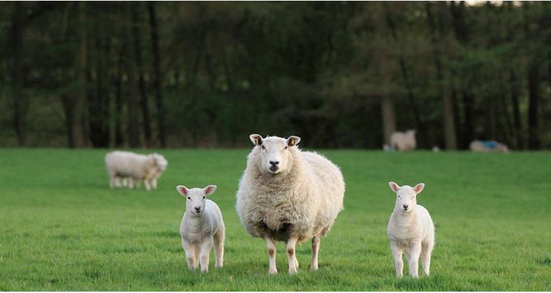 Ewe and her lamb - Love Lamb Week 2020_74576