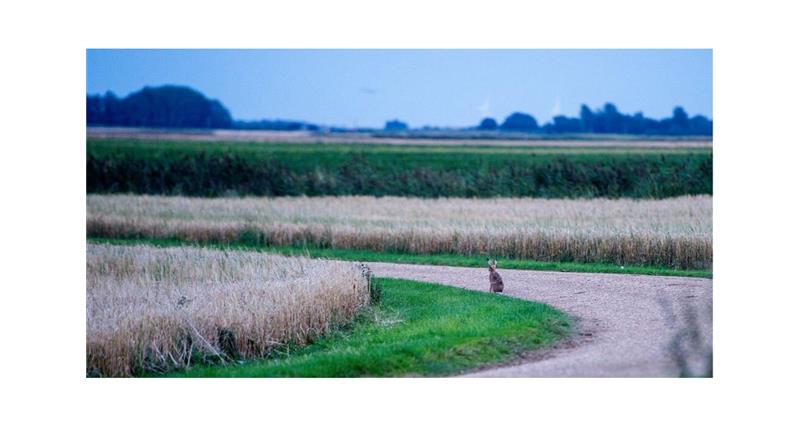Hare on Track