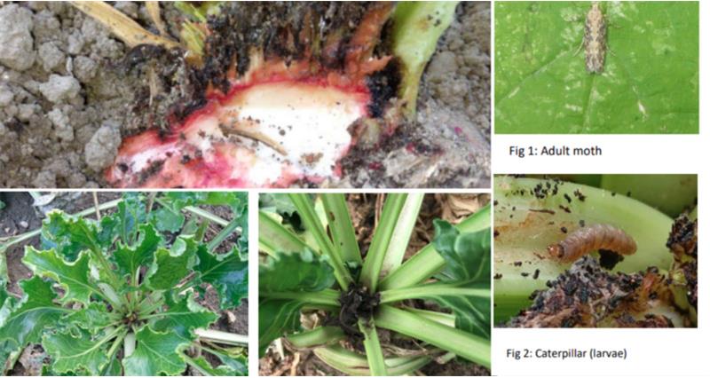 Images of the stages of a beet moth's lifecycle from a caterpillar to an adult