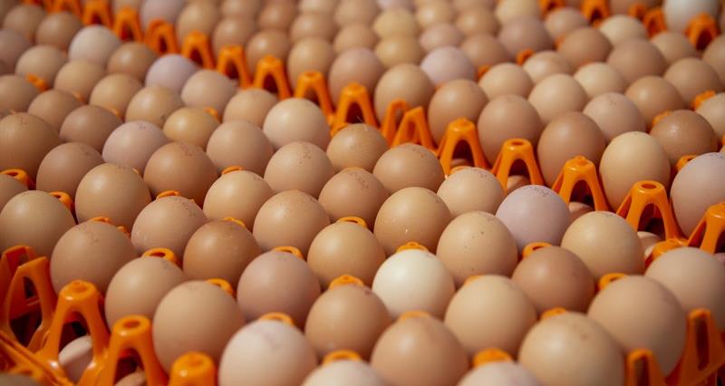Trays of chicken eggs