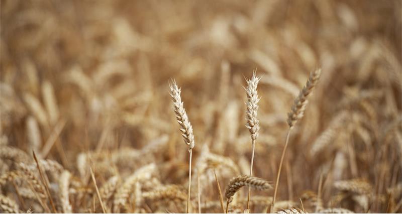 Close up image of wheat