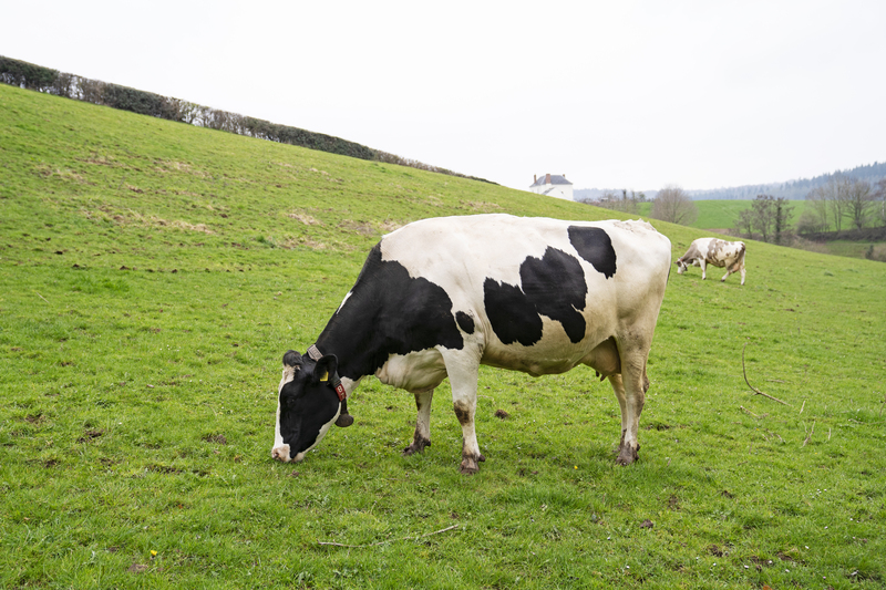 Welsh Government Consultation - Compulsory Bovine Viral Diarrhoea ...