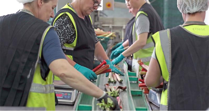 Workers processing rhubarb in a factory