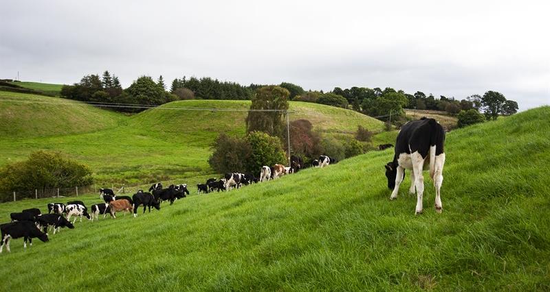 Calves in field in North Wales