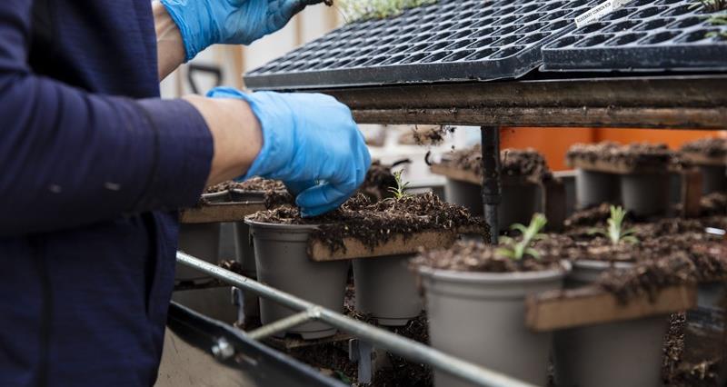 Grower potting plants in a nursery
