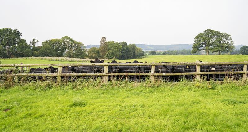 Angus cattle behind a fence
