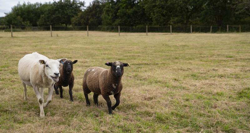 Sheep