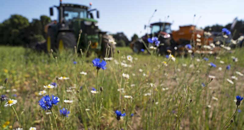 Tractor with cornflowers