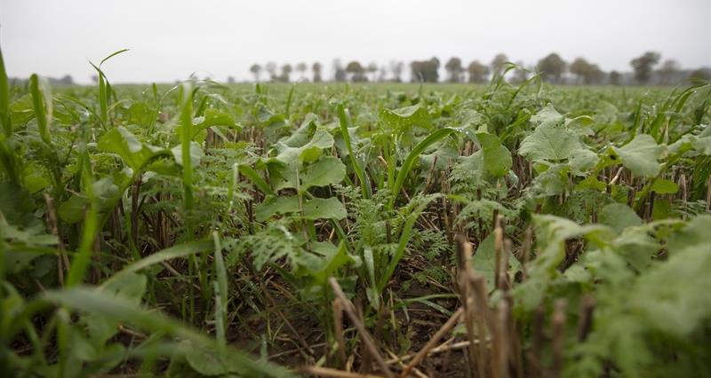 A close up image of growing crops in a field. 