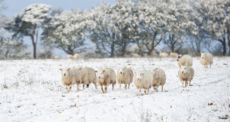 An image of a snowy farm with sheep