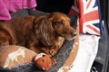 dog_car_boot_01