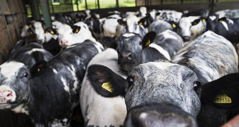 A close up picture of a herd of dairy cattle, staring into the camera lens.