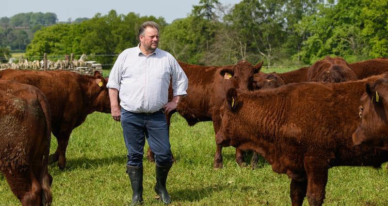 NFU Livestock Board chair David Barton among his beef herd