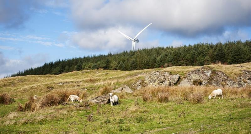 An image of sheep on a farm with a wind turbine in the background