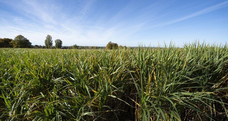 A photo of Miscanthus, a biomass crop, in a field.