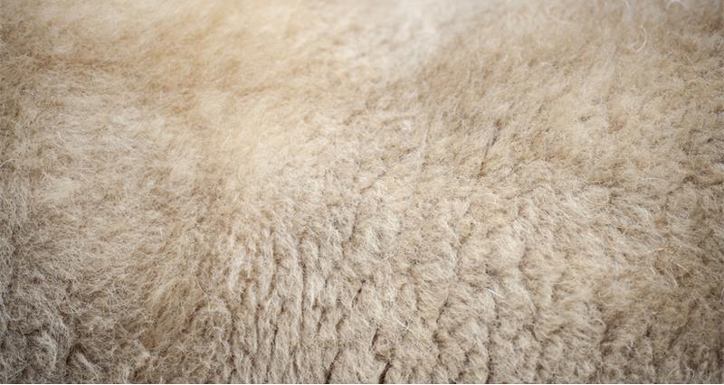 Welsh Mountain sheep woolly fleece