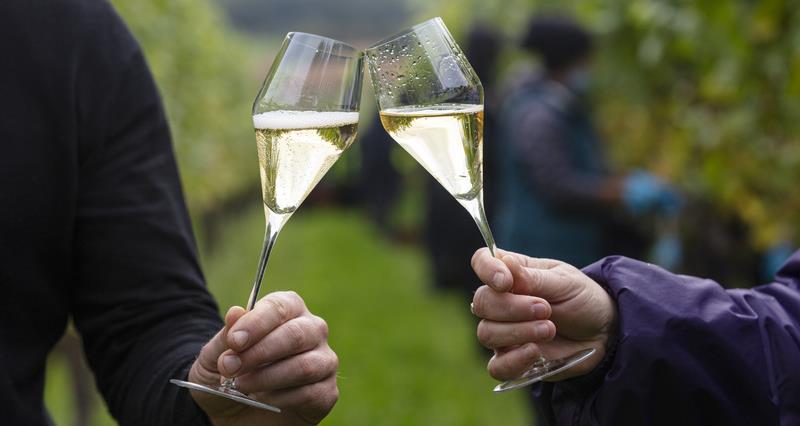 A picture of two glasses of sparkling wine raised, in a vineyard.