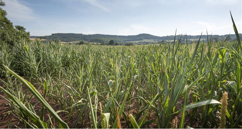 A field of maize