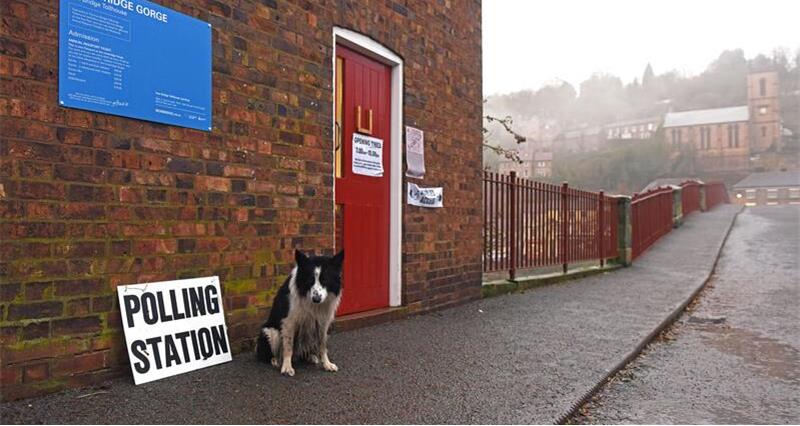 Dog outside a polling station