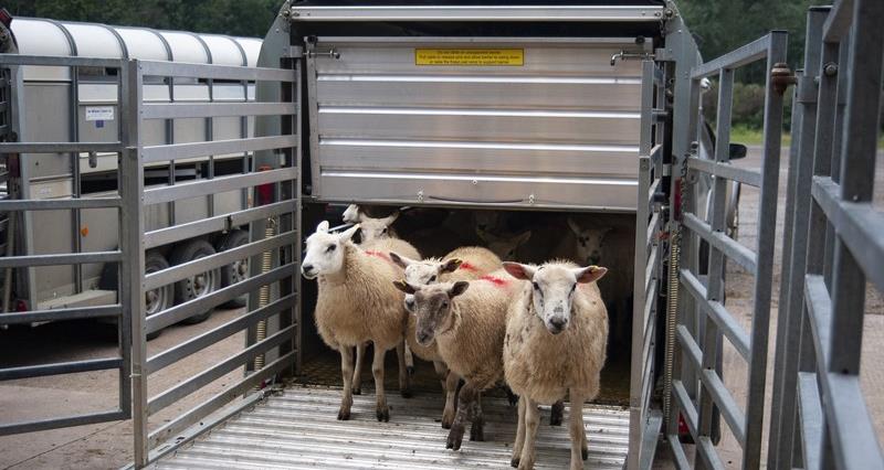 Lambs leaving a trailer