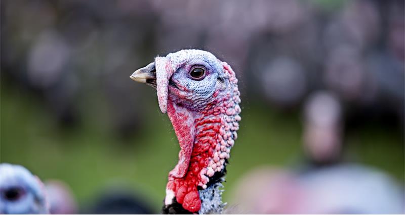A headshot of a free range bronze turkey