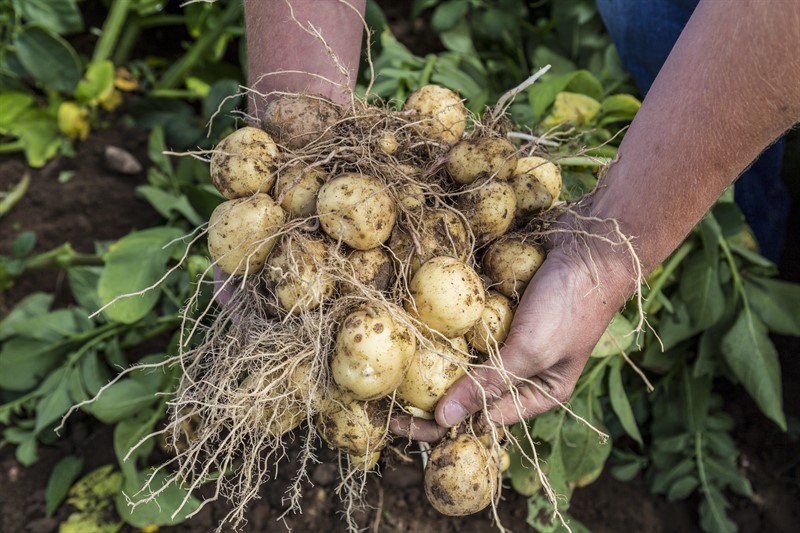 A British potato grower holding a crop of potatoes