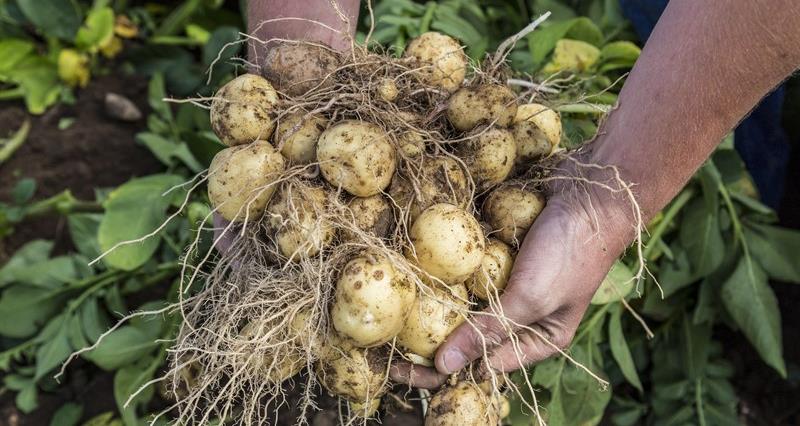 A British potato grower holding a crop of potatoes