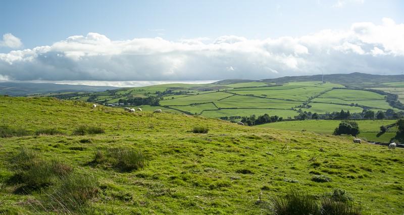 A view from a farm in Denbighshire, Wales. In the distance multiple hedgerows can be seen as well as sheep grazing on the land. The sky is blue with large clouds overhead.