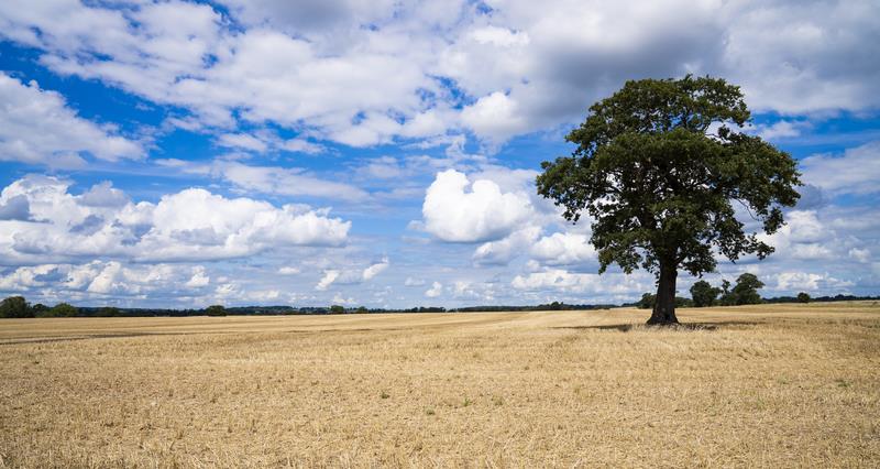 Solitary oak tree on a harvested field with blue skies above