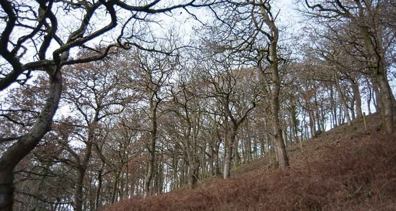 Picture of an oak woodland in the Brecon Beacons