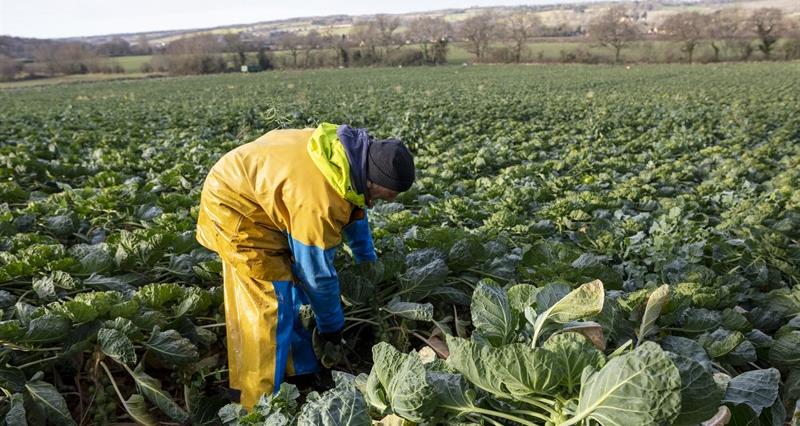 A seasonal worker in a yellow waterproof outfit is picking sprouts in a field.