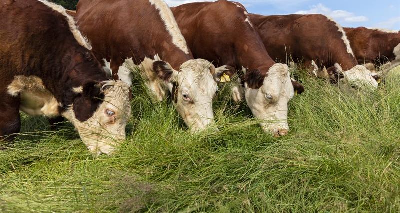 Beef cattle grazing on long grass outdoors in a field