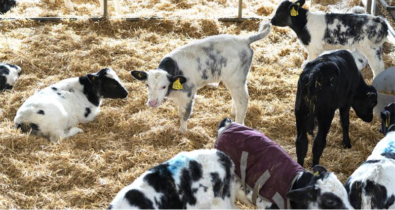 A group of dairy calves in a calving barn