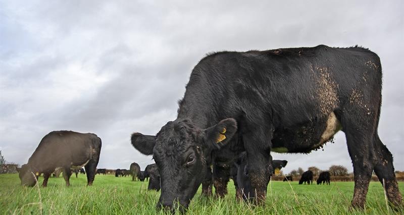 Angus cattle grazing on grass