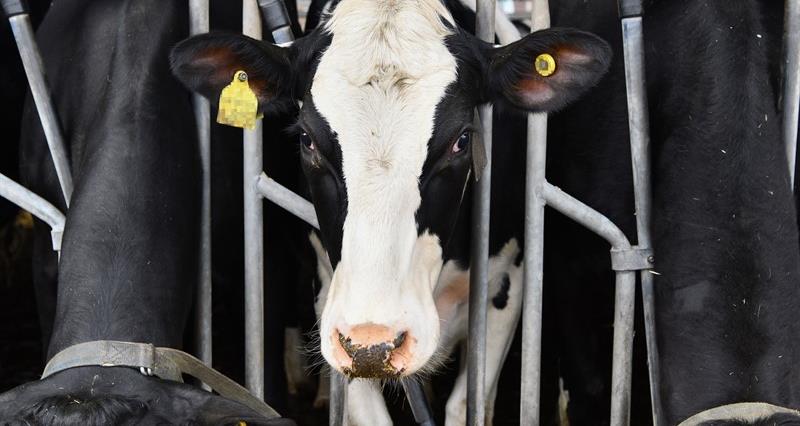 An image showing a dairy cow in a shed