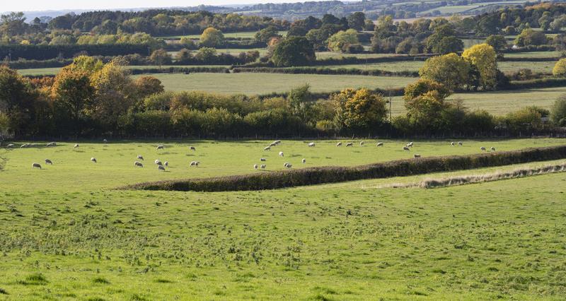 Sheep grazing on farmland