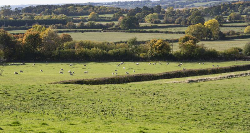A faming landscape, with sheep pictured in fields and trees in the background