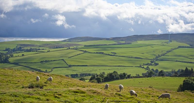 Sheep in a field