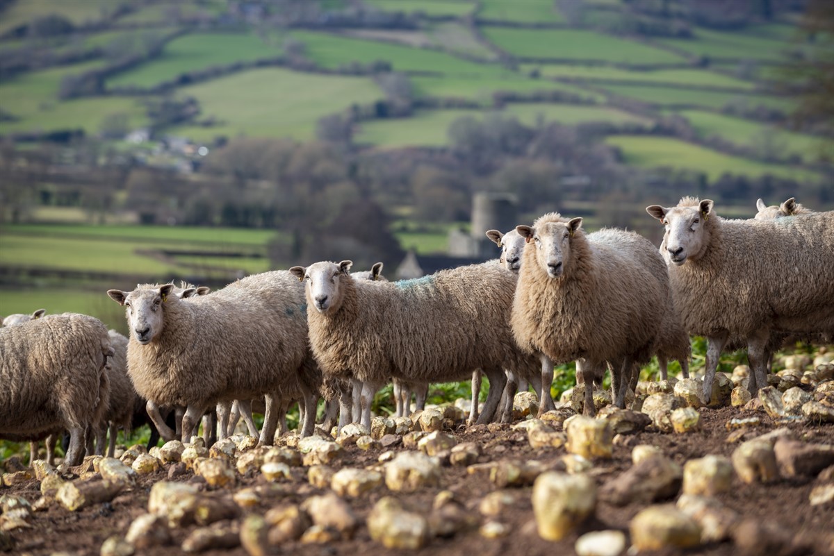 Sheep and goat annual inventory 2025 – NFU Cymru