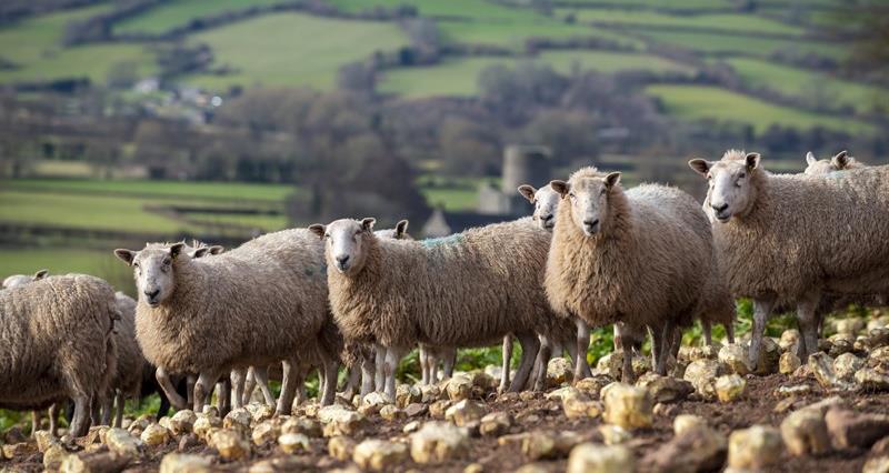 An image of sheep on a hill