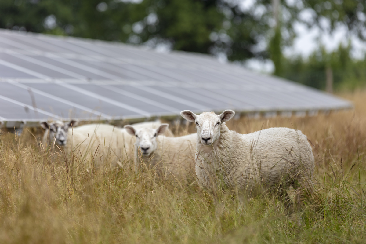 Bluetongue – The Latest Info And Updates From The NFU – NFU Cymru