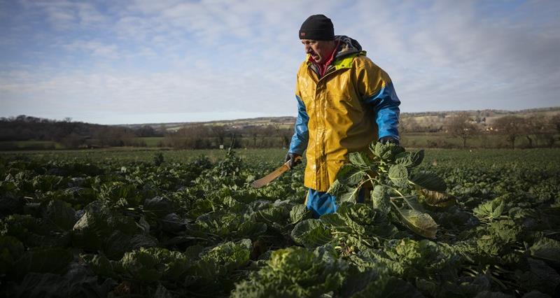 An image of Sprout harvest at W R Haines (Leasow Farms) in Chipping Campden, Gloucestershire