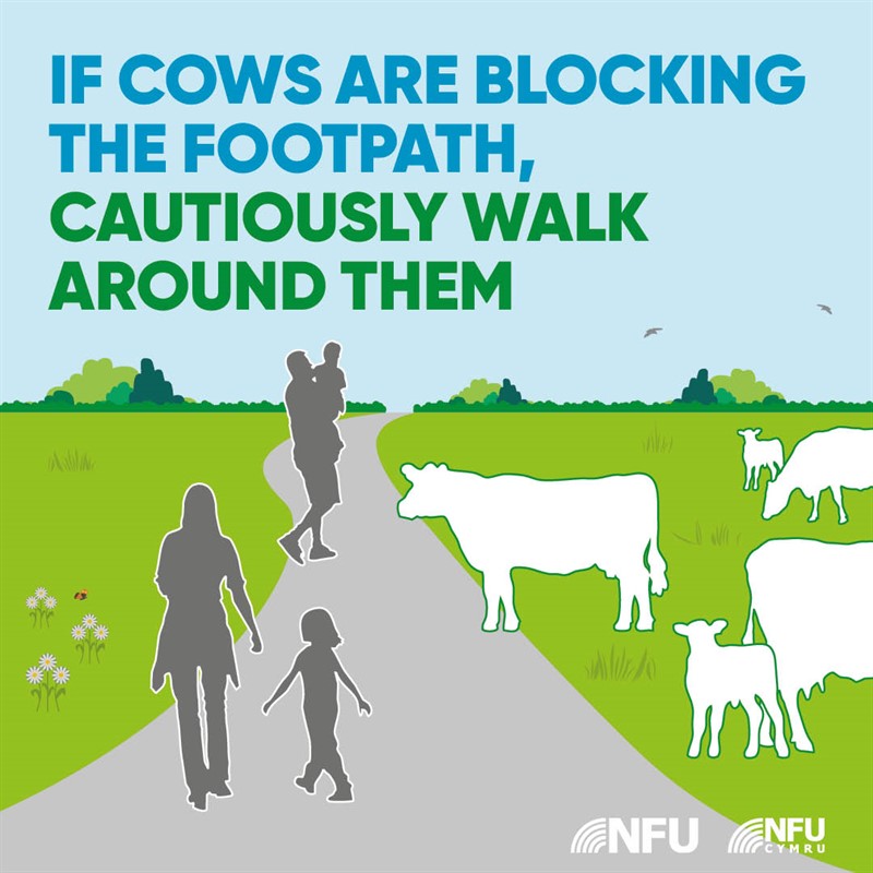 Countryside Code cows on path NFU Facebook Instagram infographic