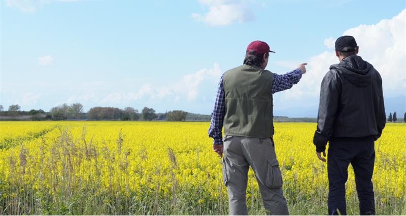 Getty-Canola-155392095